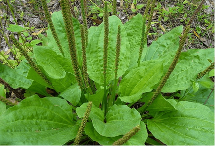 Produse cosmetice de origine din plantain