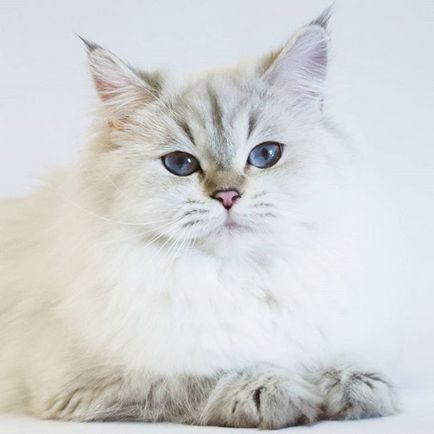 Skót macska értékes arany és ezüst színben