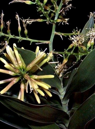 Dracaena îndoită (dracaena reflexa)