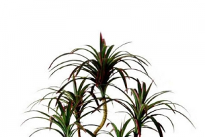 Dracaena hajlító (dracaena REFLEXA)