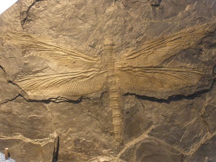 Стародавні тварини від молюсків до динозаврів
