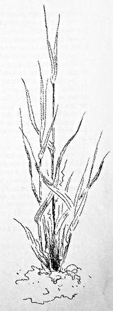 Edward Shim - basmele găsite în iarbă - pagina 1