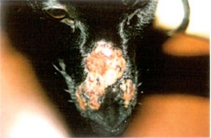 Furunculoza eosinofilă a botului câinilor, veterinar