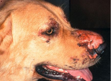 Furunculoza eosinofilă a botului câinilor, veterinar