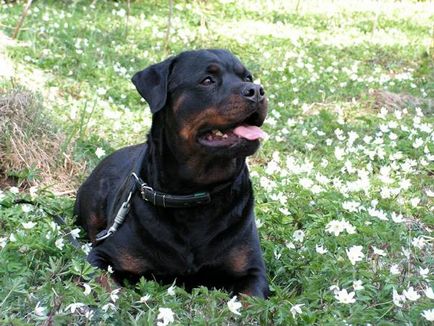 Dacă casa Rottweiler, apariția fotografiei Rottweiler, originea rasei, Roma păzind armata