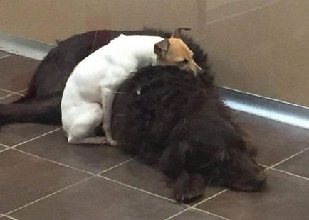Acești câini tristi nu se pot opri după ce au fost dați orfelinatului, umkra