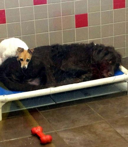 Acești câini tristi nu se pot opri după ce au fost dați orfelinatului, umkra