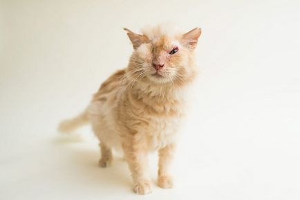 Această pisică a fost turnată cu acid, dar nu și-a pierdut încrederea în oameni, umkra