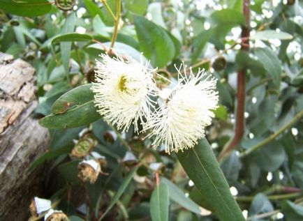 Eucalyptus tisztítása paraziták