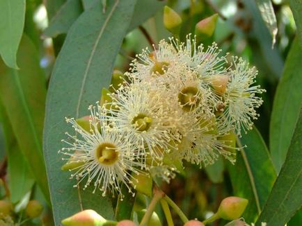 Eucalyptus tisztítása paraziták