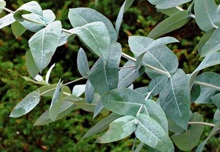 Eucalyptus tisztítása paraziták