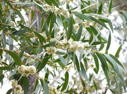 Eucalyptus tisztítása paraziták