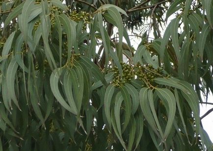 Eucalyptus tisztítása paraziták