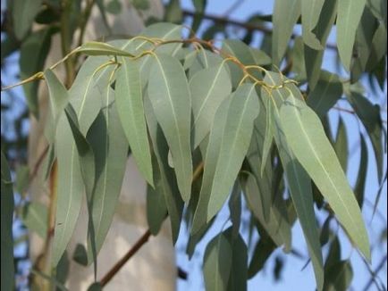 Eucalyptus tisztítása paraziták az emberi szervezetben