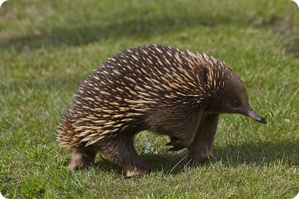 Echidna (lat