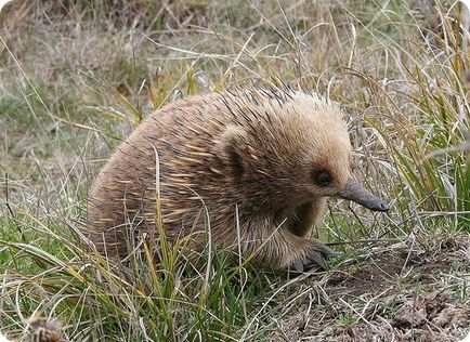 Echidna (lat