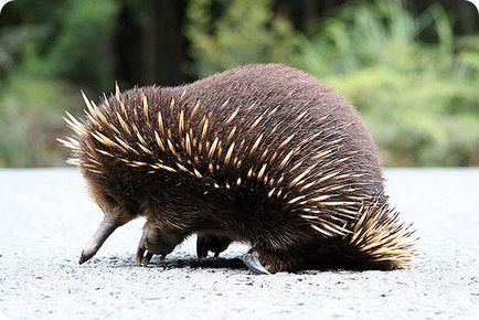 Echidna (lat