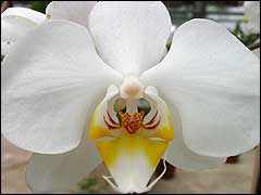 Фаленопсис гібридна орхідея корисні кімнатні рослини