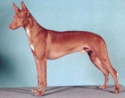 Фараоновий собака