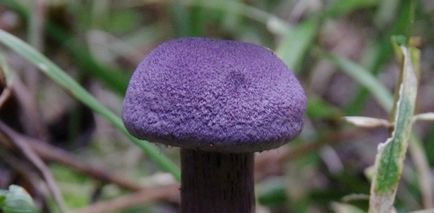 Фіолетовий гриб, Приоксько-терасний державний природний біосферний заповідник
