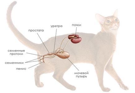 Фізіологія підручник котів