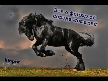 Friesian кон произхода, естеството и грижи за фриз порода