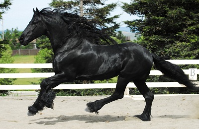Фризька кінь походження, характер і догляд за породою фриз