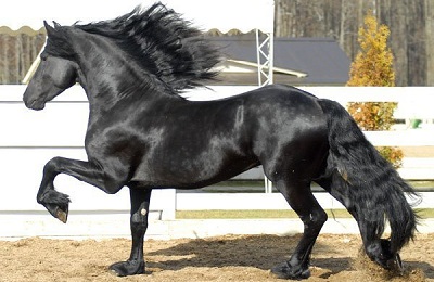 Фризька кінь походження, характер і догляд за породою фриз