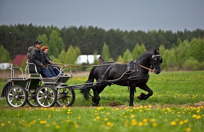 Friesian кон произхода, естеството и грижи за фриз порода