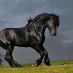Фризька порода коней історія, опис, фото, мої конячки