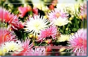 Pregătirea stocării Dahlias pentru plantare