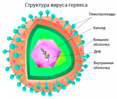Герпес 4 типу (Епштейна-Барр) як визначити і що це за вірус