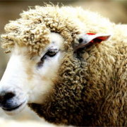Гідропонні зелені корми у вівчарстві