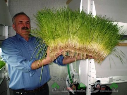 Hidroponikus erősebb szennyeződések a juhok (hidroponikában) Hidroponikus zöldtakarmány a juhok