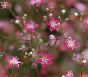Imagini Gypsophila de flori și sfaturi privind cultivarea acestei plante