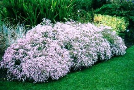 Imagini Gypsophila de flori și sfaturi privind cultivarea acestei plante