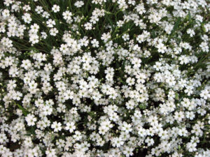 Гипсофила фото квітів і поради по вирощуванню цієї рослини