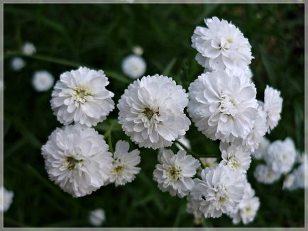 Гипсофила фото квітів і поради по вирощуванню цієї рослини
