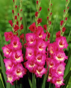 Plantarea și îngrijirea plantei Gladiolus în luna august și, de asemenea, în toamnă, în creștere și recoltare