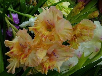 Gladioli stocarea becurilor