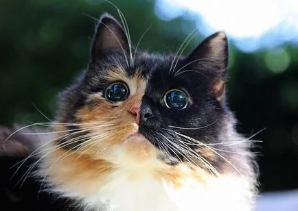 Ochii acestei pisici oarbe sunt atât de frumoase încât nu pot fi rupte, umkra