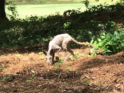 Jucătorul de golf a fotografiat un animal asemănător cu chupacabra