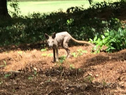 Jucătorul de golf a fotografiat un animal asemănător cu chupacabra