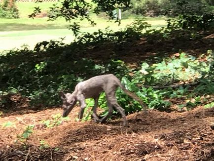 Jucătorul de golf a fotografiat un animal asemănător cu chupacabra