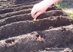 Головки лука на присадибній ділянці підготовка насіння і грунту, посадка