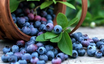 Afine - proprietăți utile de fructe de pădure pentru sănătate
