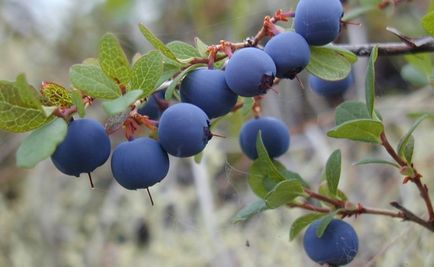 Лохина - корисні властивості цілющої ягоди для здоров'я