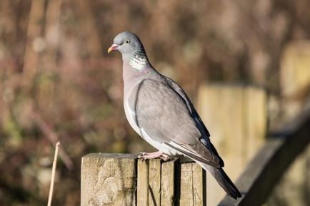 Pigeon vyahir (vityunen) fotografie, descriere, descriere