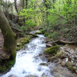 Pisică montană