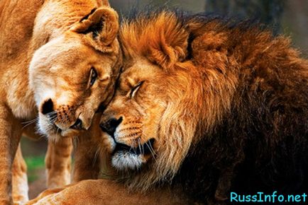Гороскоп на серпень 2017 роки для лева фінансовий, любовний і здоров'я
